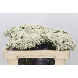 Ozothamnus  'Cooks Snow White'