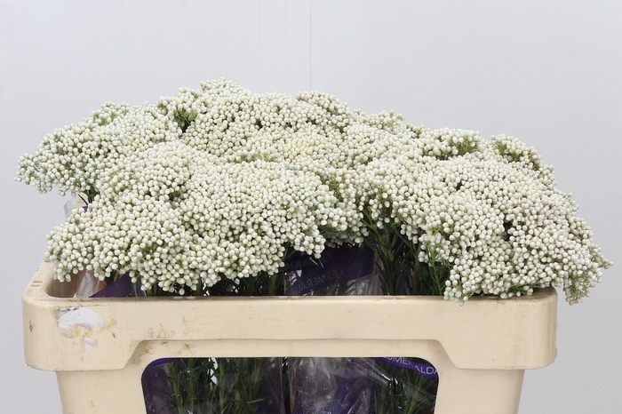 <h4>Ozothamnus  'Cooks Snow White'</h4>
