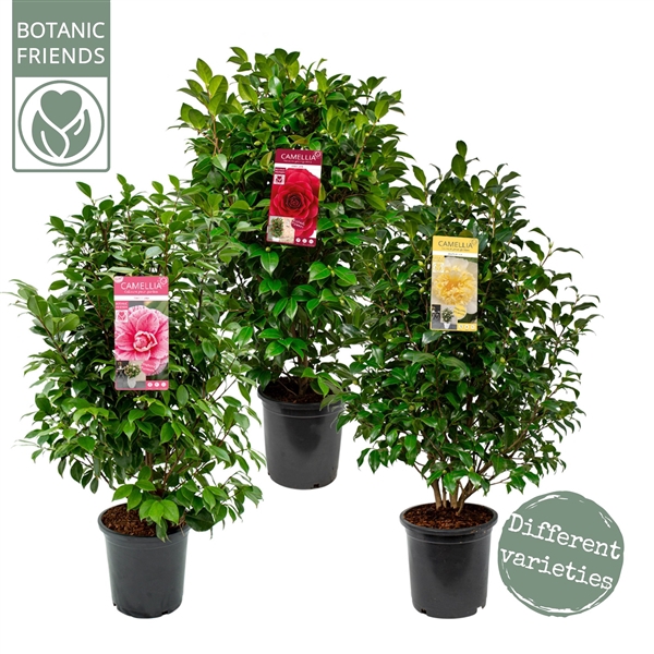 <h4>Camellia Mix</h4>