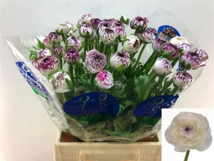 <h4>RAN AAZUR WHITE STR</h4>