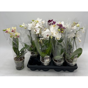 PHAL GEM