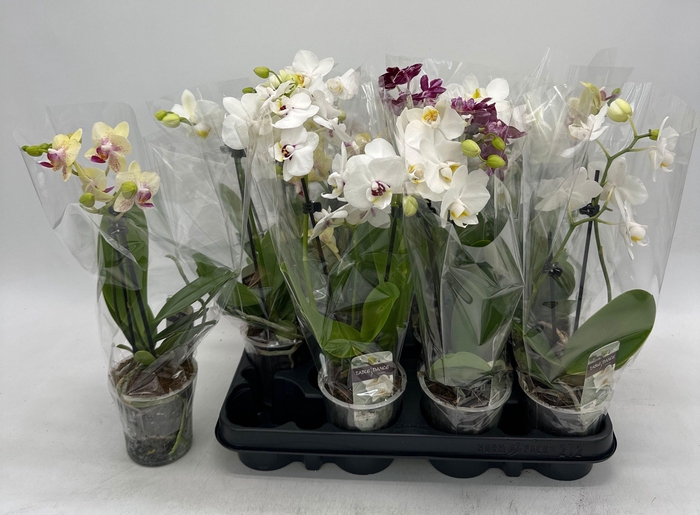 <h4>PHAL GEM</h4>