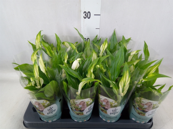 <h4>Spathiphyllum  'Pearl Cupido'</h4>