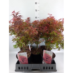 Acer palmatum 'Shaina'