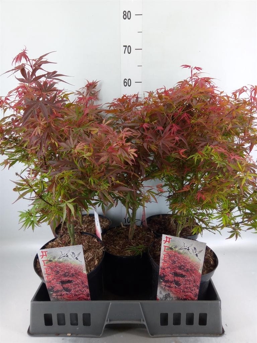 <h4>Acer palmatum 'Shaina'</h4>
