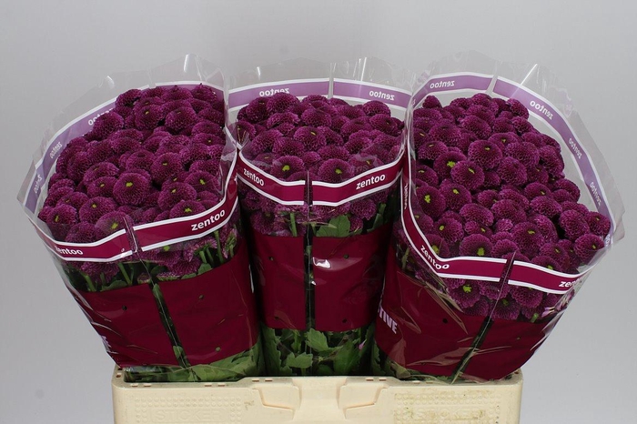 <h4>Sant Purpetta</h4>