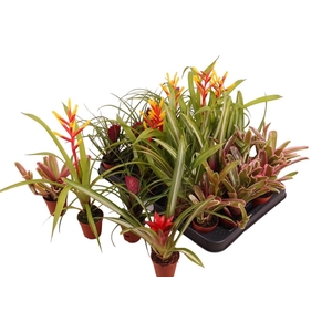 BROMELIA GEM