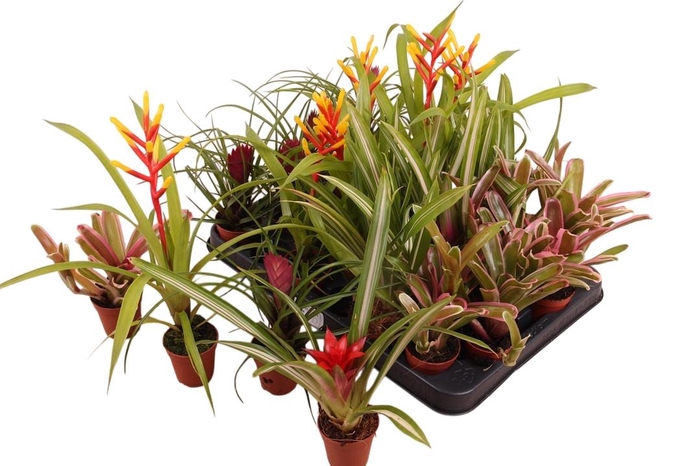 <h4>BROMELIA GEM</h4>