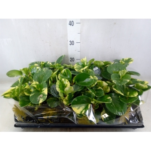 Peperomia
