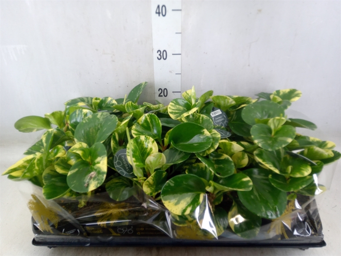 <h4>Peperomia</h4>