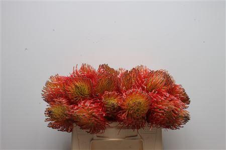 <h4>Leuco Blanche</h4>