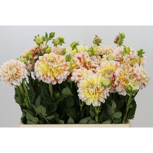Dahlia Jowey Fantasy