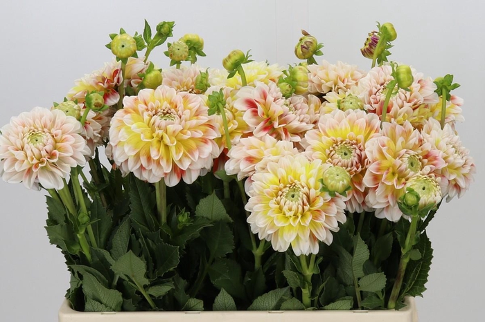 <h4>Dahlia Jowey Fantasy</h4>