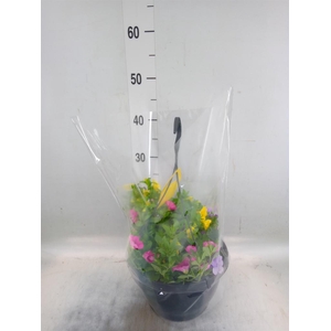 Calibrachoa  'Trixi Tricolore'