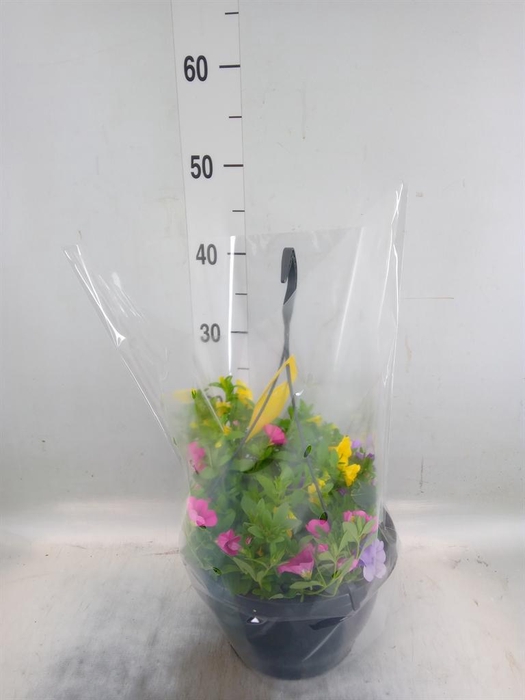 <h4>Calibrachoa  'Trixi Tricolore'</h4>