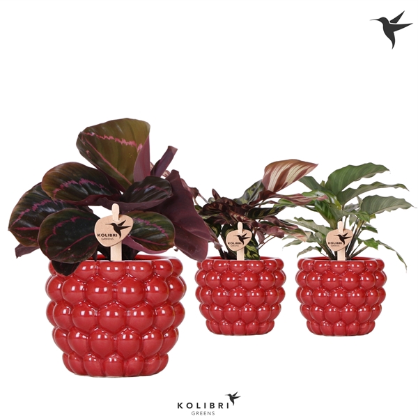 <h4>Kolibri Greens Calathea mix in Berry pot</h4>