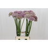 Allium Pink Jewel
