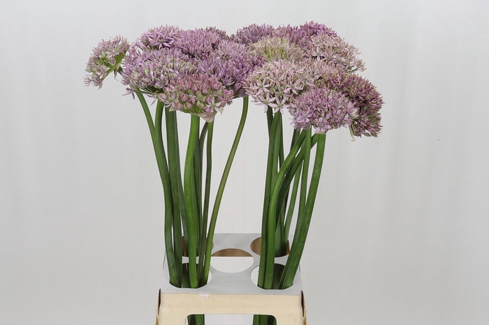 <h4>Allium Pink Jewel</h4>