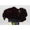 Dahlia Black Destiny