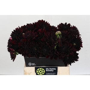 Dahlia Black Destiny