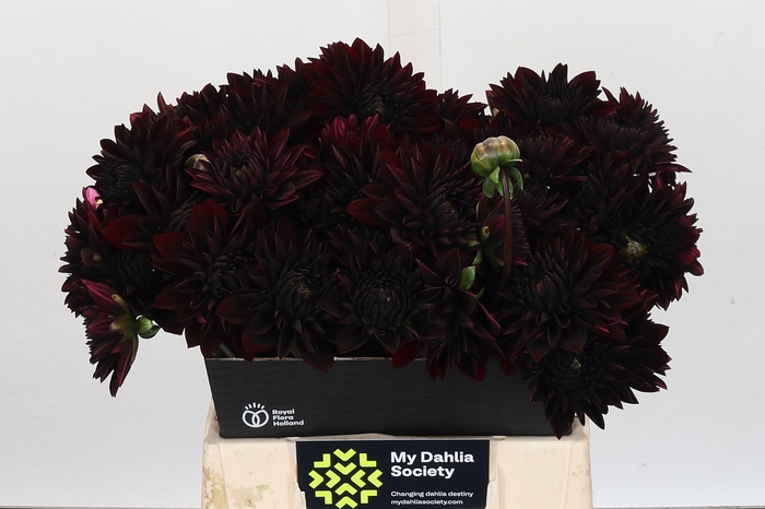<h4>Dahlia Black Destiny</h4>