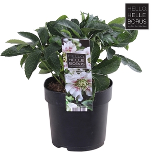 Helleborus orientalis 'Hello Pearl'® P14