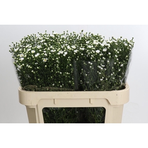 Aster Paquita
