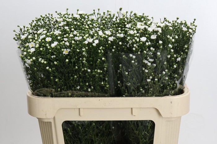 <h4>Aster Paquita</h4>