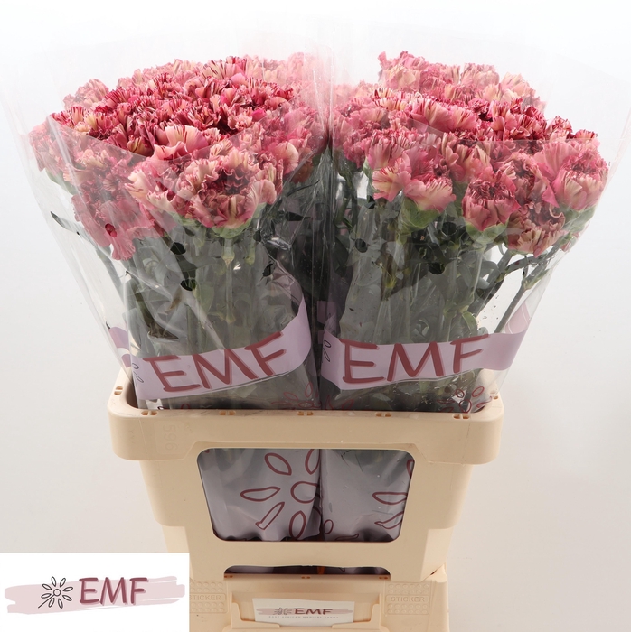 <h4>Di St Viper Wine</h4>