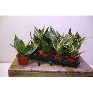 arr8 Sansev Hahnii Mixtray