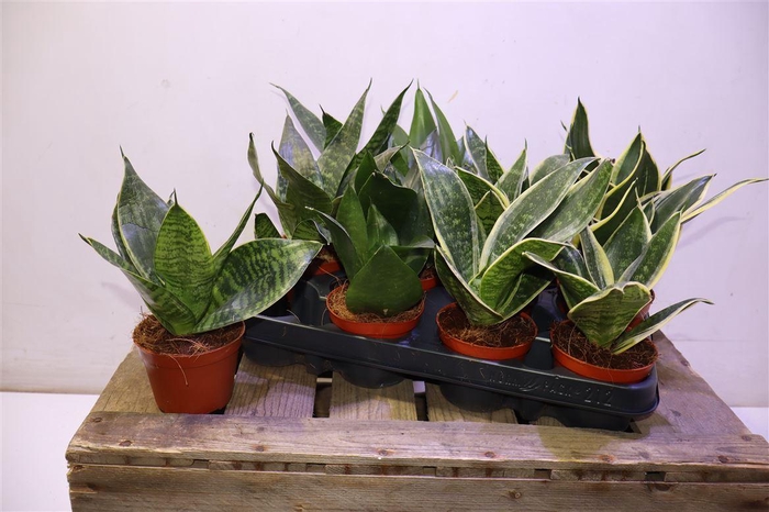 <h4>arr8 Sansev Hahnii Mixtray</h4>