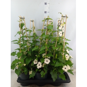 Thunbergia nana 'Snow White'