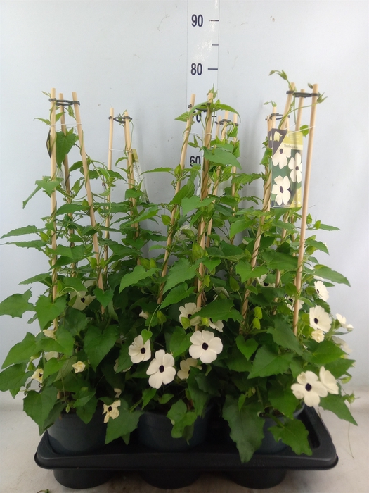 <h4>Thunbergia nana 'Snow White'</h4>