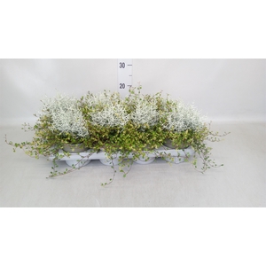 Leucophyta brownii