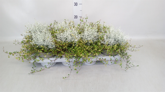 <h4>Leucophyta brownii</h4>