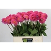 Dahlia Barbados