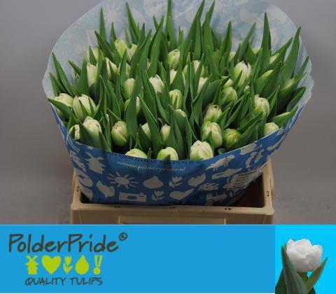 <h4>TU DU FORTALEZA</h4>