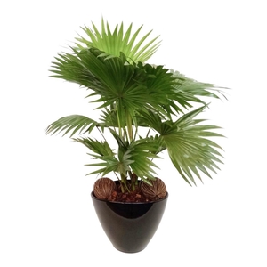 Livistona in Stockholm zwart nr 41