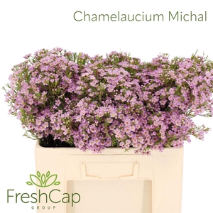 Chamelaucium Michal