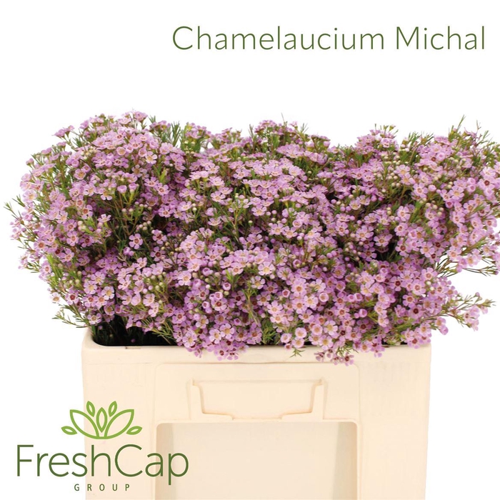 <h4>Chamelaucium Michal</h4>