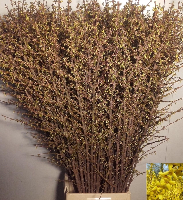 <h4>FORSY I SPECTABILIS</h4>