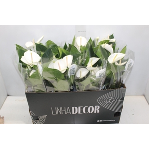 ANTHURIUM WHITE WINNER P15 BRANCO
