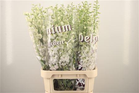 <h4>Delph El Dewi Impressive White</h4>