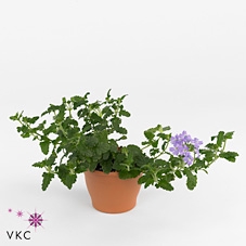 Concrete Pot Old Green/red 18x17cm