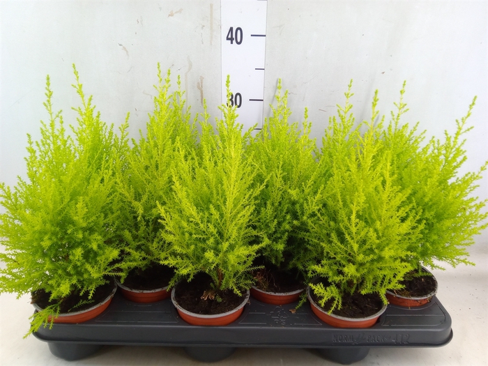 <h4>Cupressus macro. 'Goldcrest Wilma'</h4>