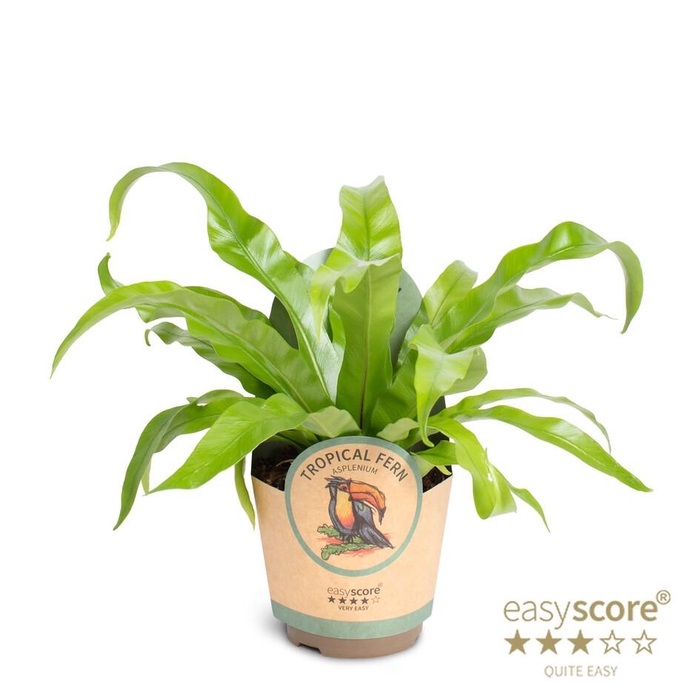 ASPLENIUM ANTIQUUM P11