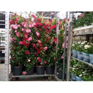 Mandevilla   ...