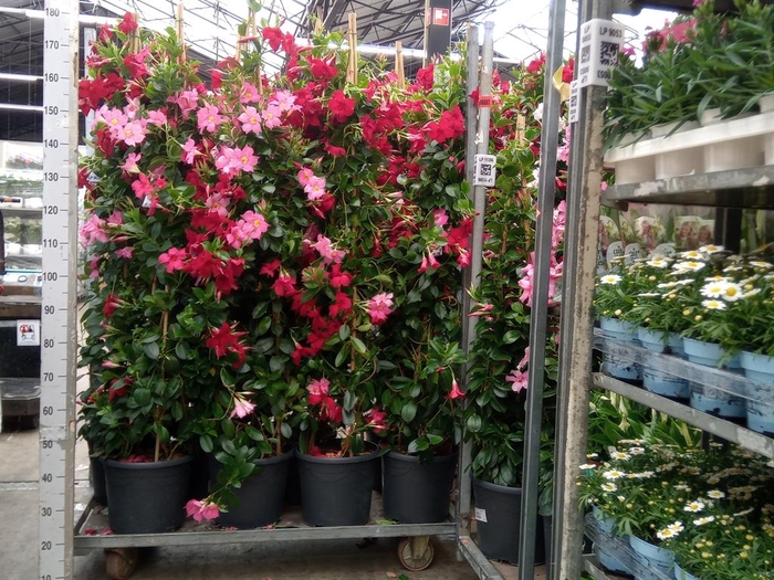 <h4>Mandevilla   ...</h4>