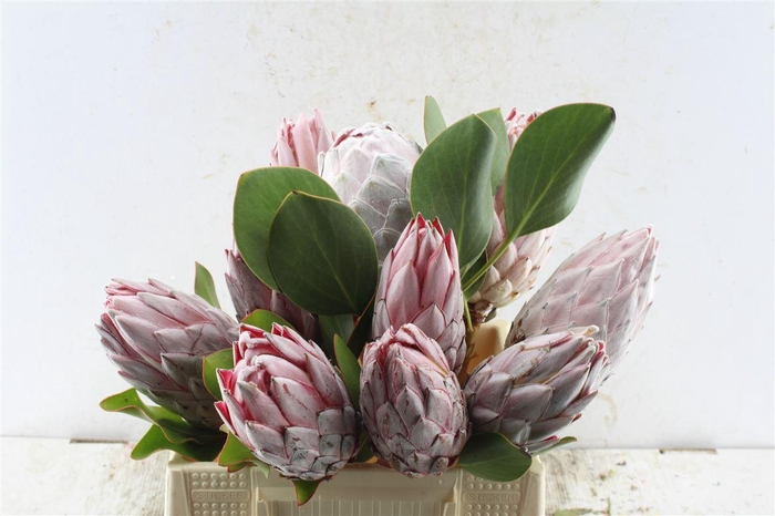 <h4>Protea Cynaroides</h4>