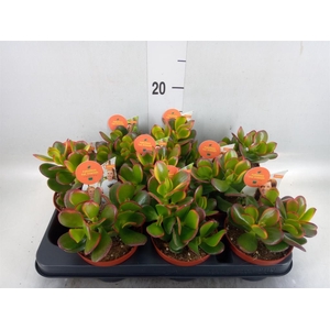Crassula ovata 'Sunset'